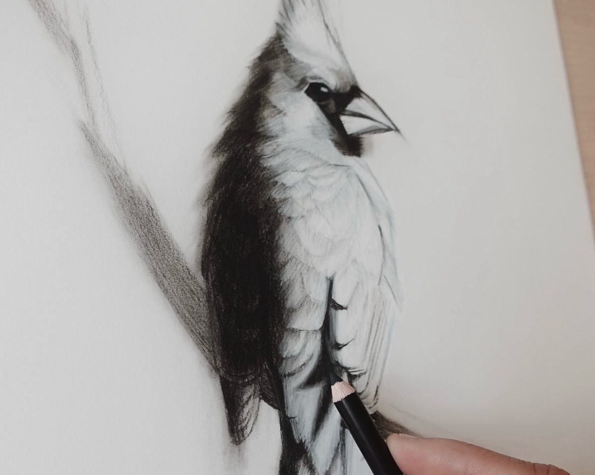 Draw Birds with Ashwini | Weekly Online Bird Drawing Class (Join Anytime)